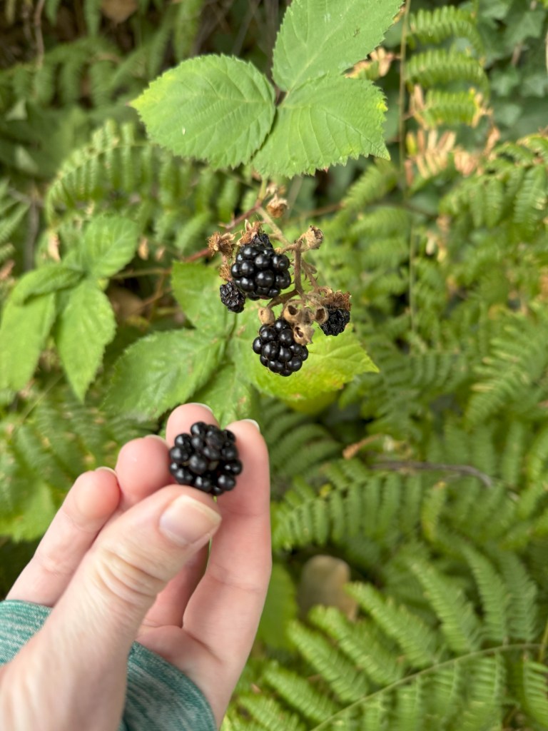 A blackberry is held in a woman's hand. 