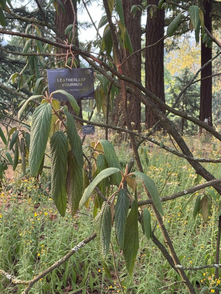 A tagged Leatherleaf Viburnum inside the Arboretum.