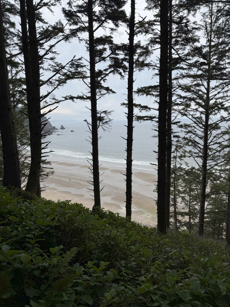 Looking between trees at the Pacific Ocean.