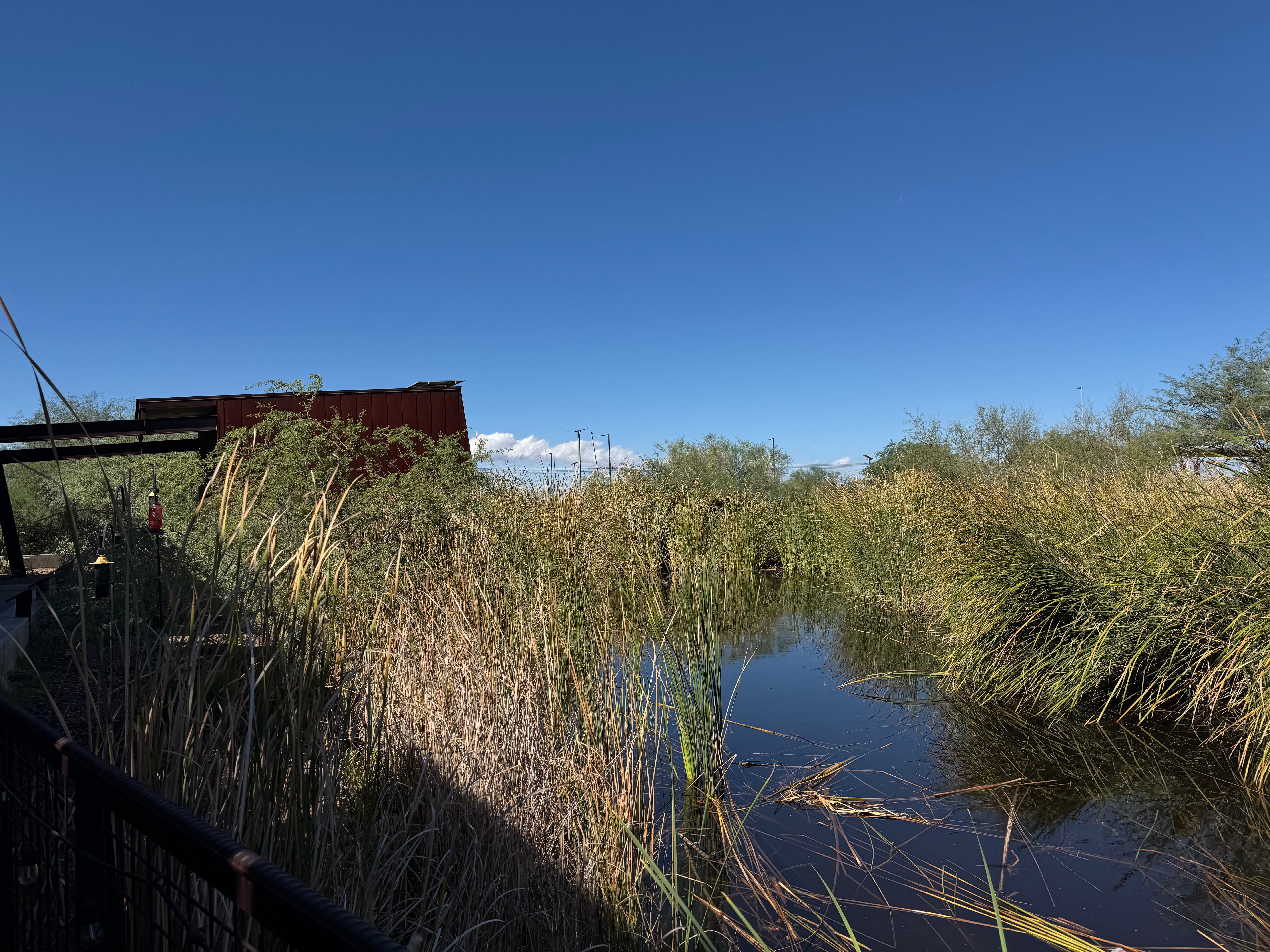 A wetland habit at the Audubon Center