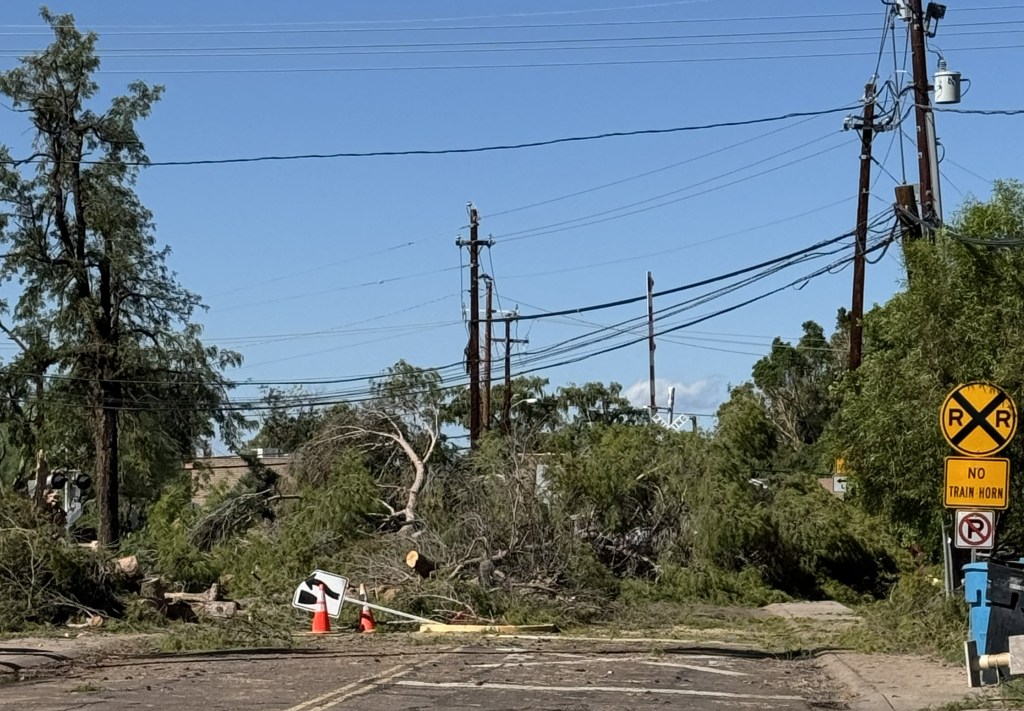 Fallen trees block a road.