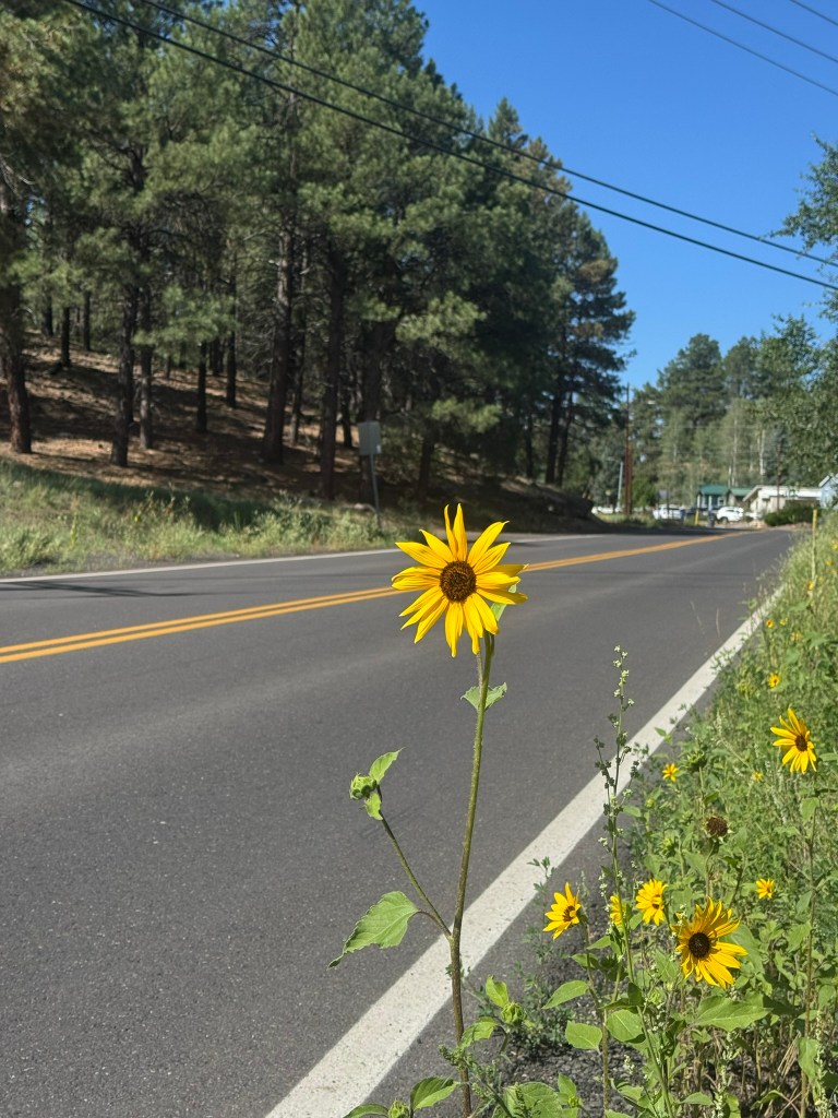 A sunflower along a roadside.