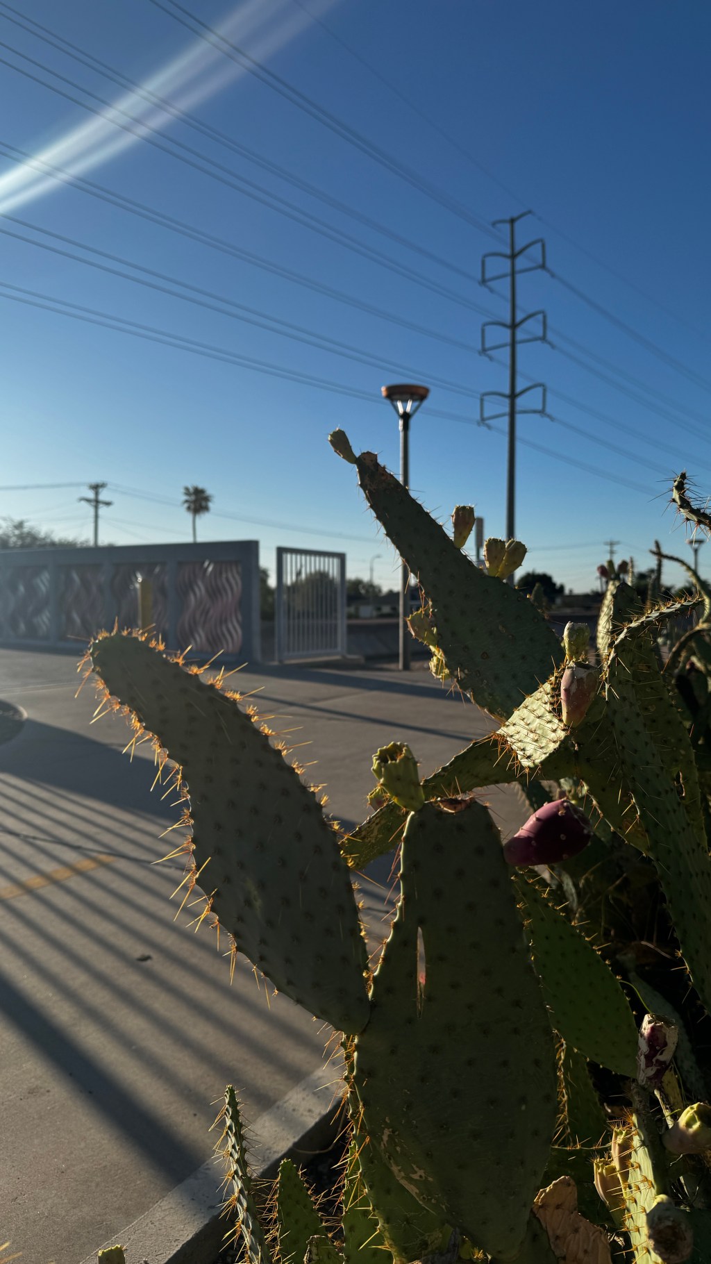 A prickly pear cactus along a canal.